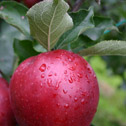 Red Jonaprince - mutant odmiany Jonagold